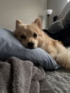 Kash