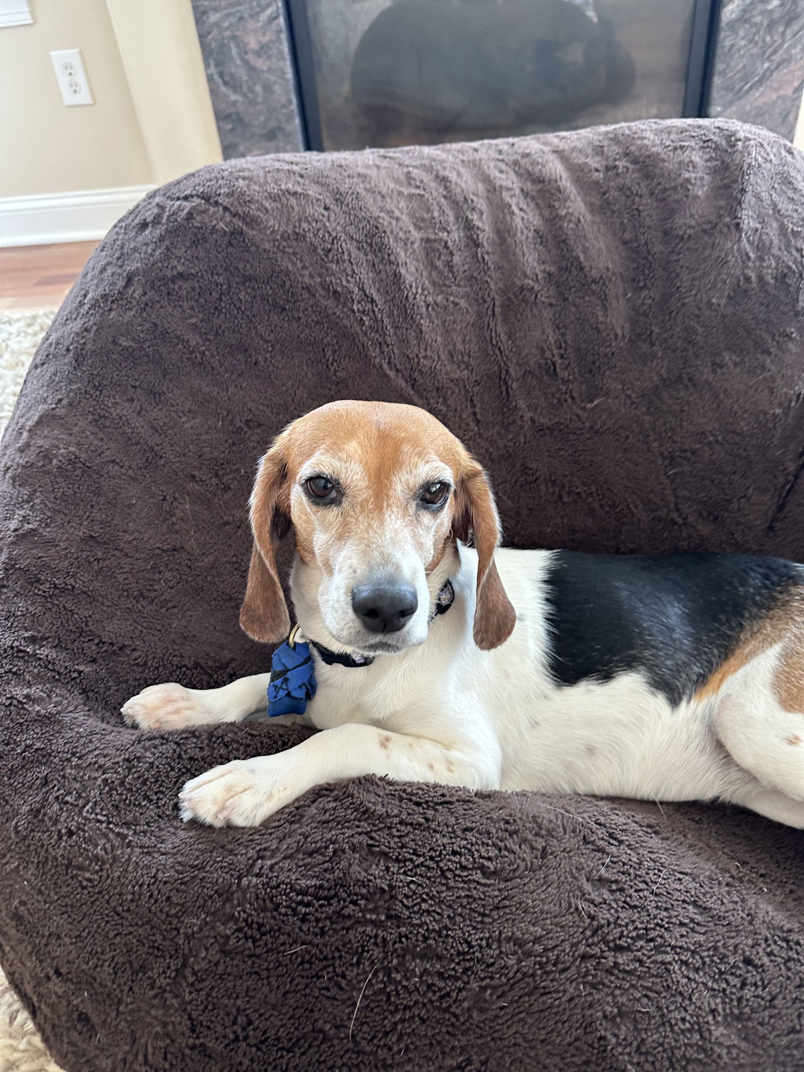 adoptable Dog in Doylestown, PA named Lucy