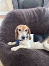 adoptable Dog in  named Lucy