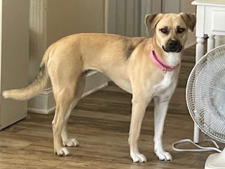 adoptable Dog in Doylestown, PA named Sherry