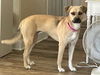 adoptable Dog in  named Sherry