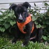 adoptable Dog in  named Brody