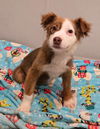 adoptable Dog in  named Slurpee