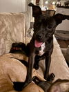 adoptable Dog in  named Brewster