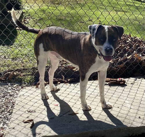 picture of the dog needing adoption