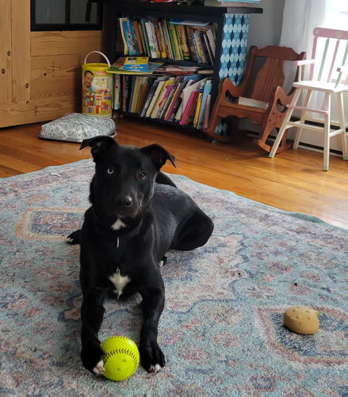 picture of the dog needing adoption