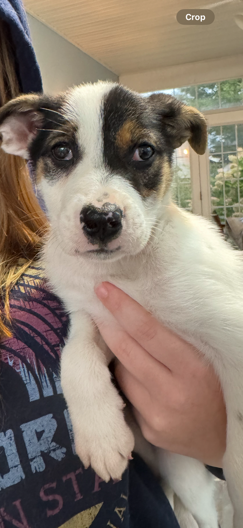 picture of the dog needing adoption