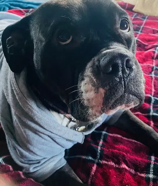 Violet - Bulldog