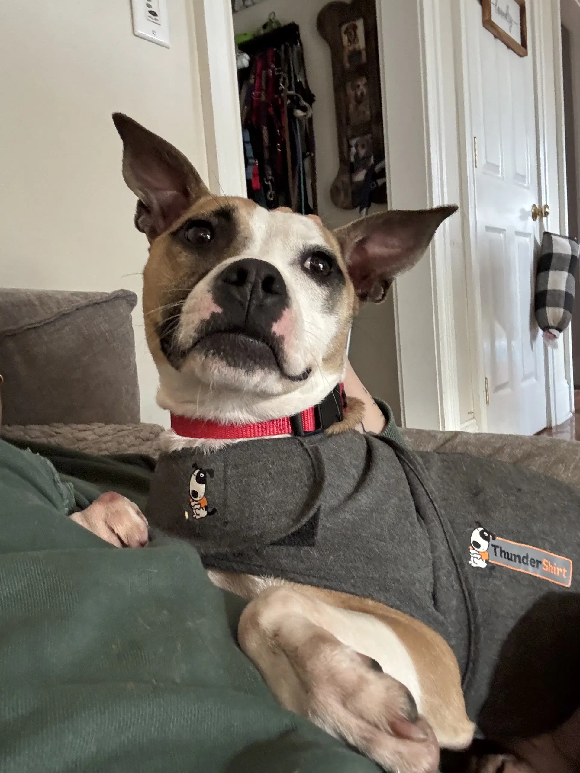 Mitsy - Terrier
