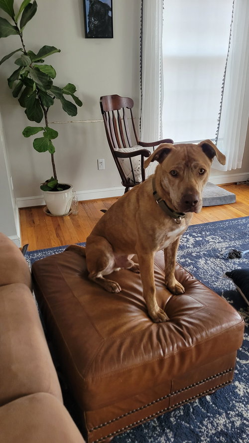 picture of the dog needing adoption