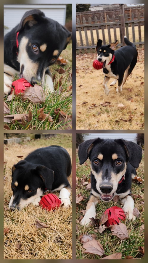 picture of the dog needing adoption
