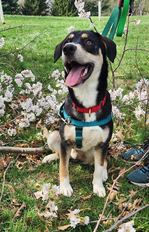 Thumbs, an adoptable Shepherd in Doylestown, PA