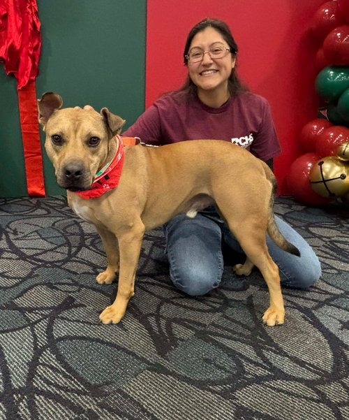 picture of the dog needing adoption