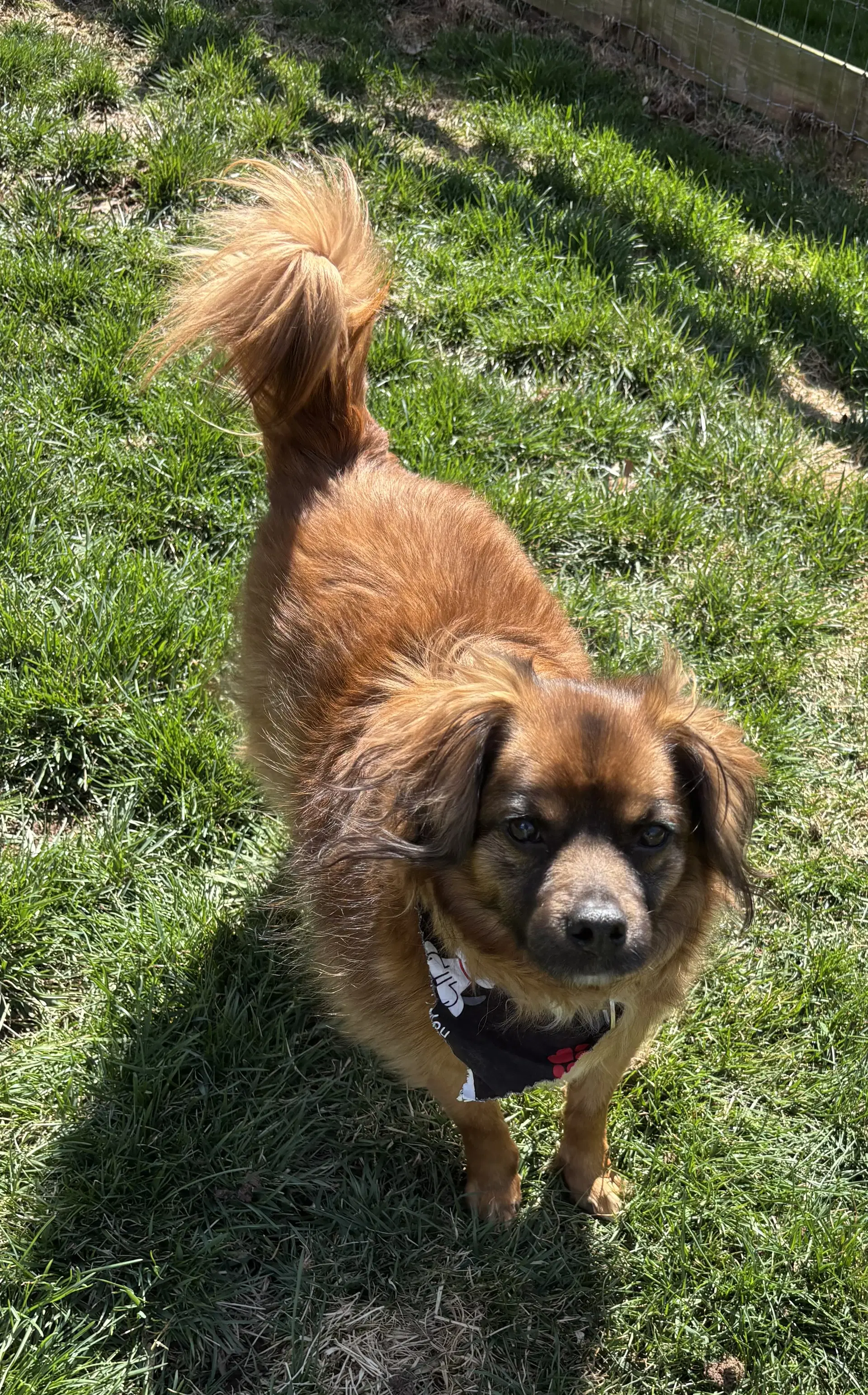 Jack Jr - Spaniel