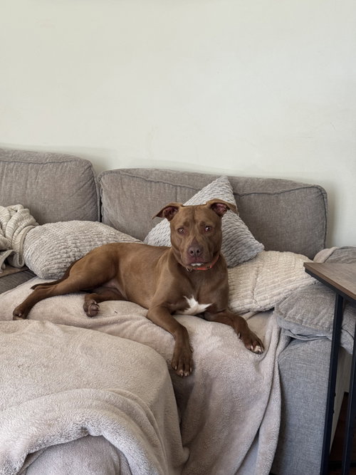 picture of the dog needing adoption