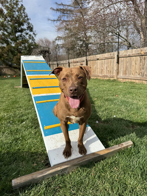 Freckles, an adoptable Terrier in Doylestown, PA