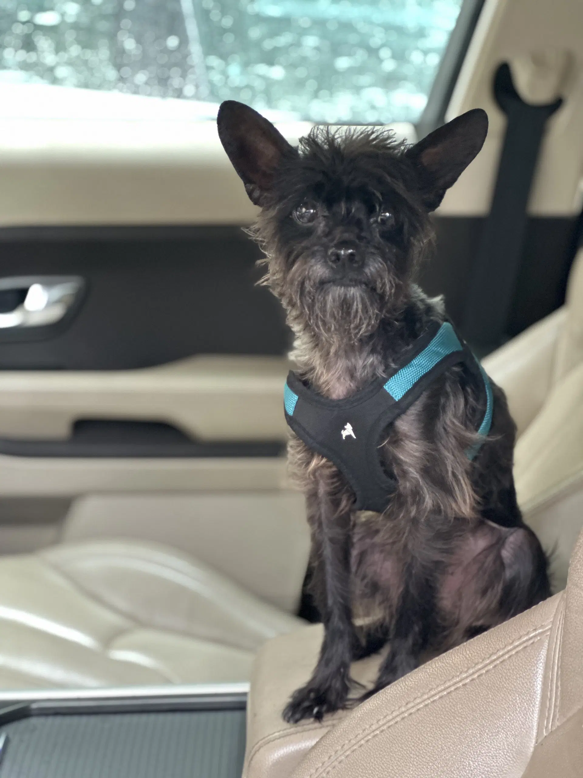 Pablo - Poodle (Toy)