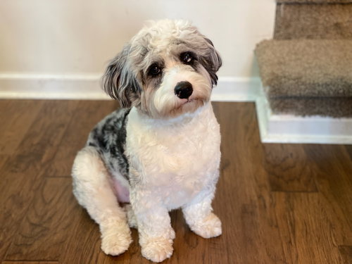 Zion, an adoptable Australian Shepherd in Doylestown, PA