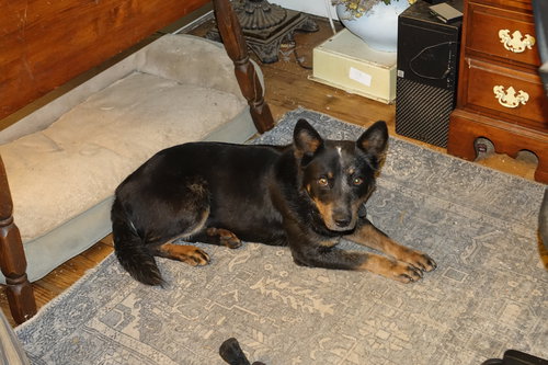 Daisy Mae, an adoptable Australian Cattle Dog in Doylestown, PA