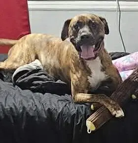 Lars - Boxer
