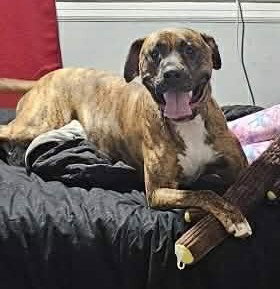 Lars, an adoptable Boxer in Doylestown, PA