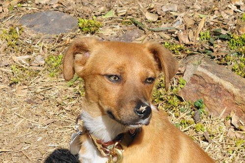 Sparkles, an adoptable Hound in Doylestown, PA