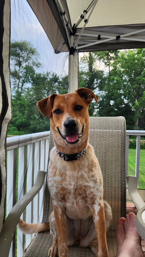 Pierogi, an adoptable Cattle Dog in Doylestown, PA