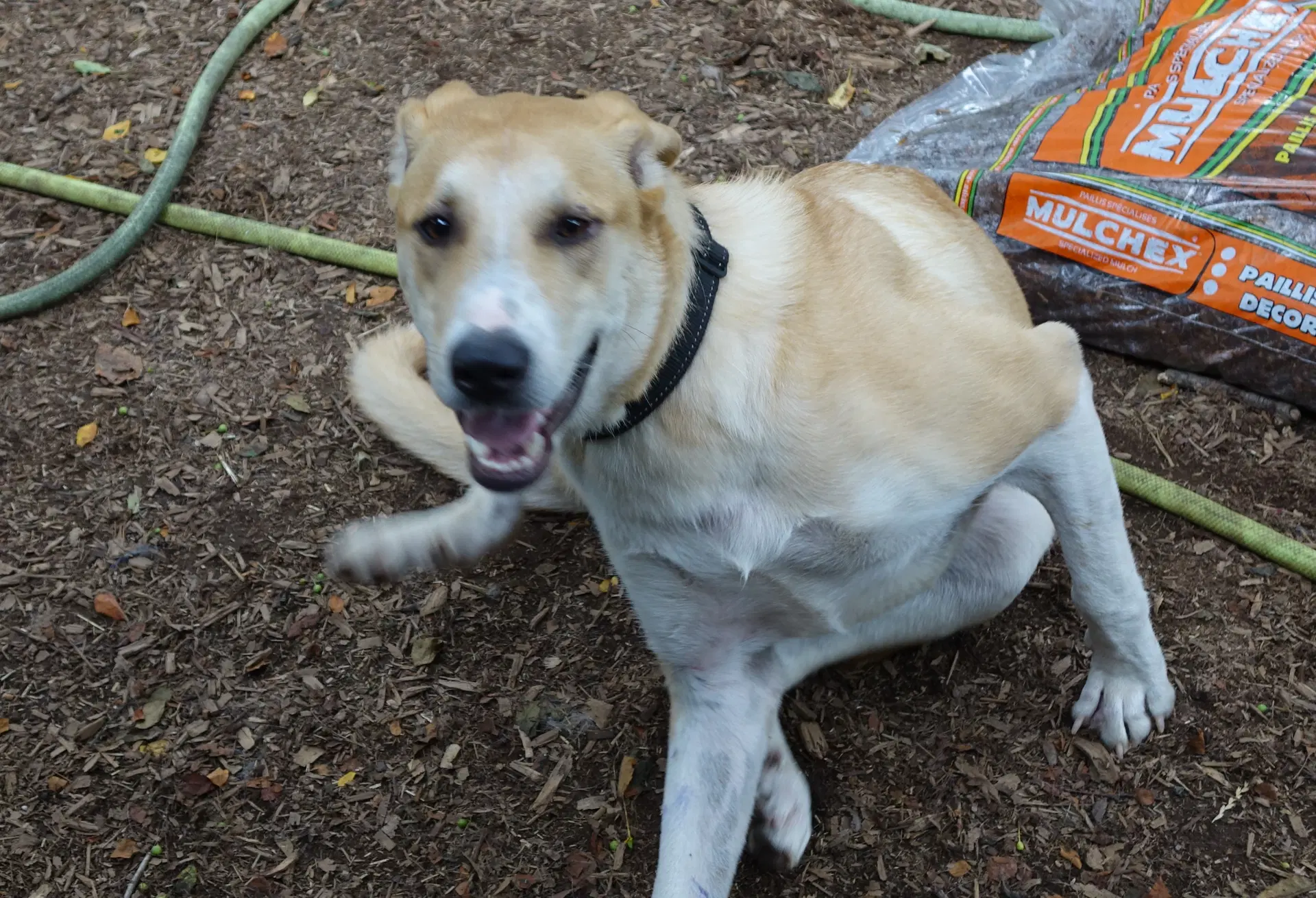 Odie - Labrador Retriever