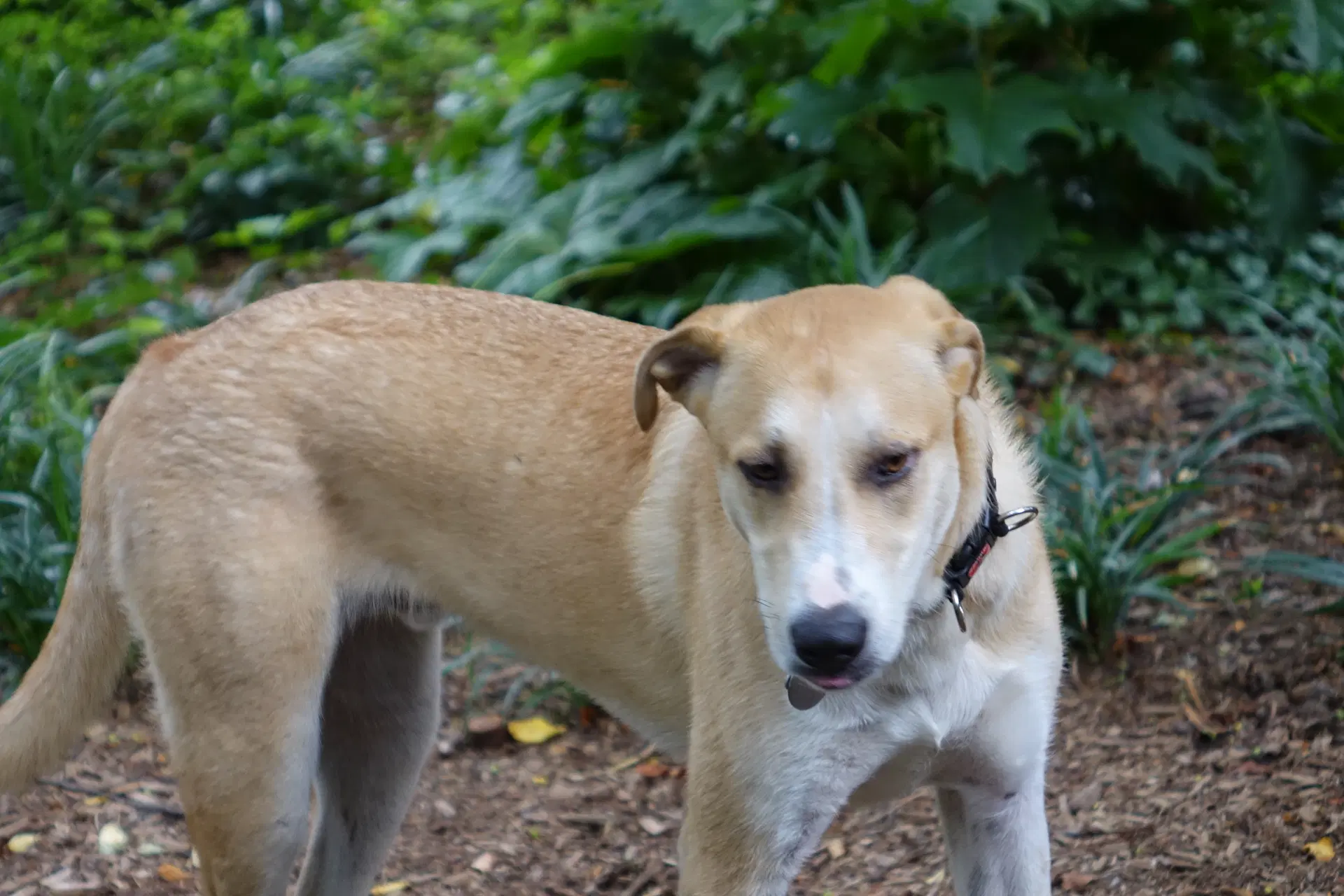 Odie image 2