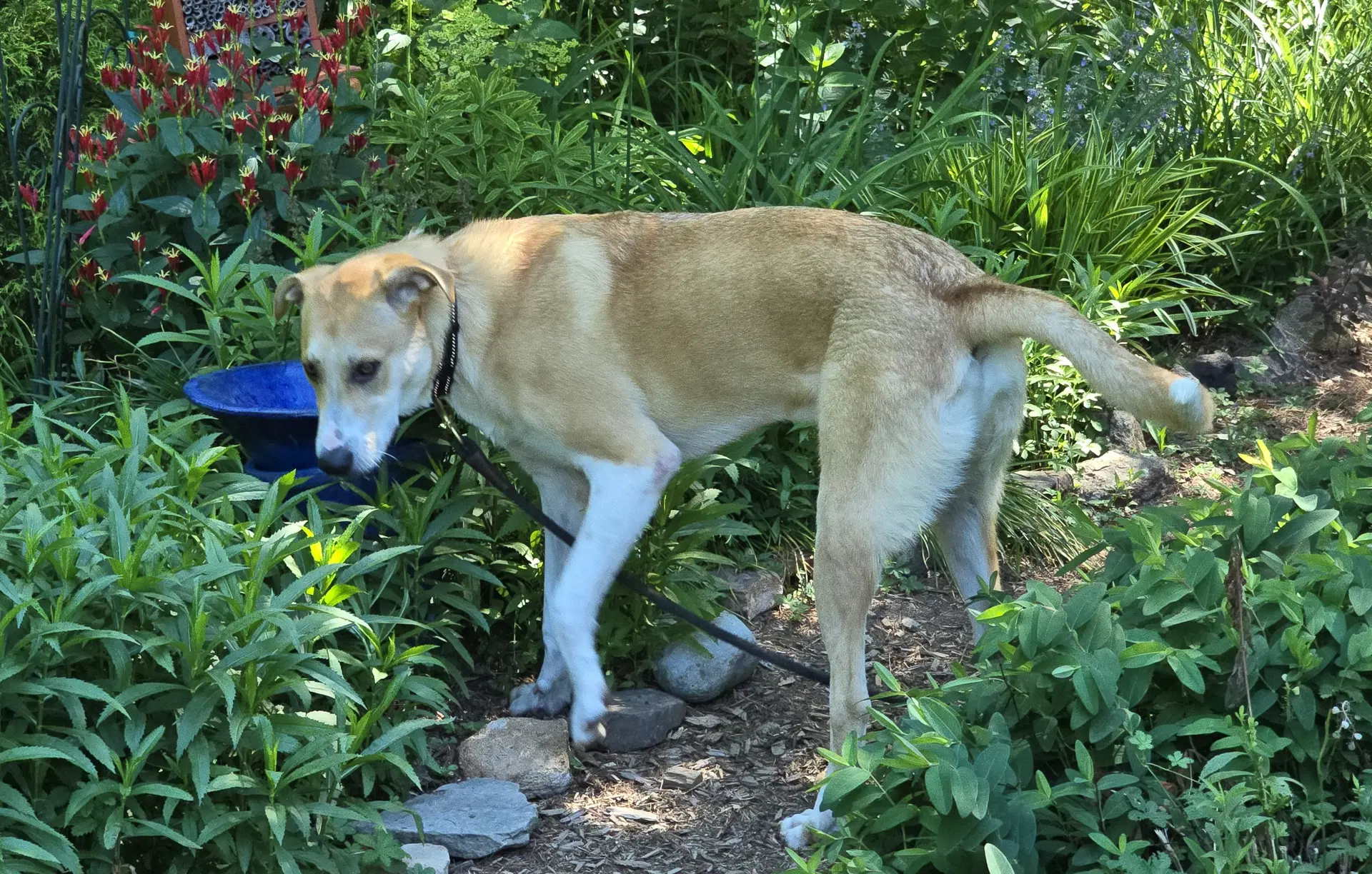 Odie image 3