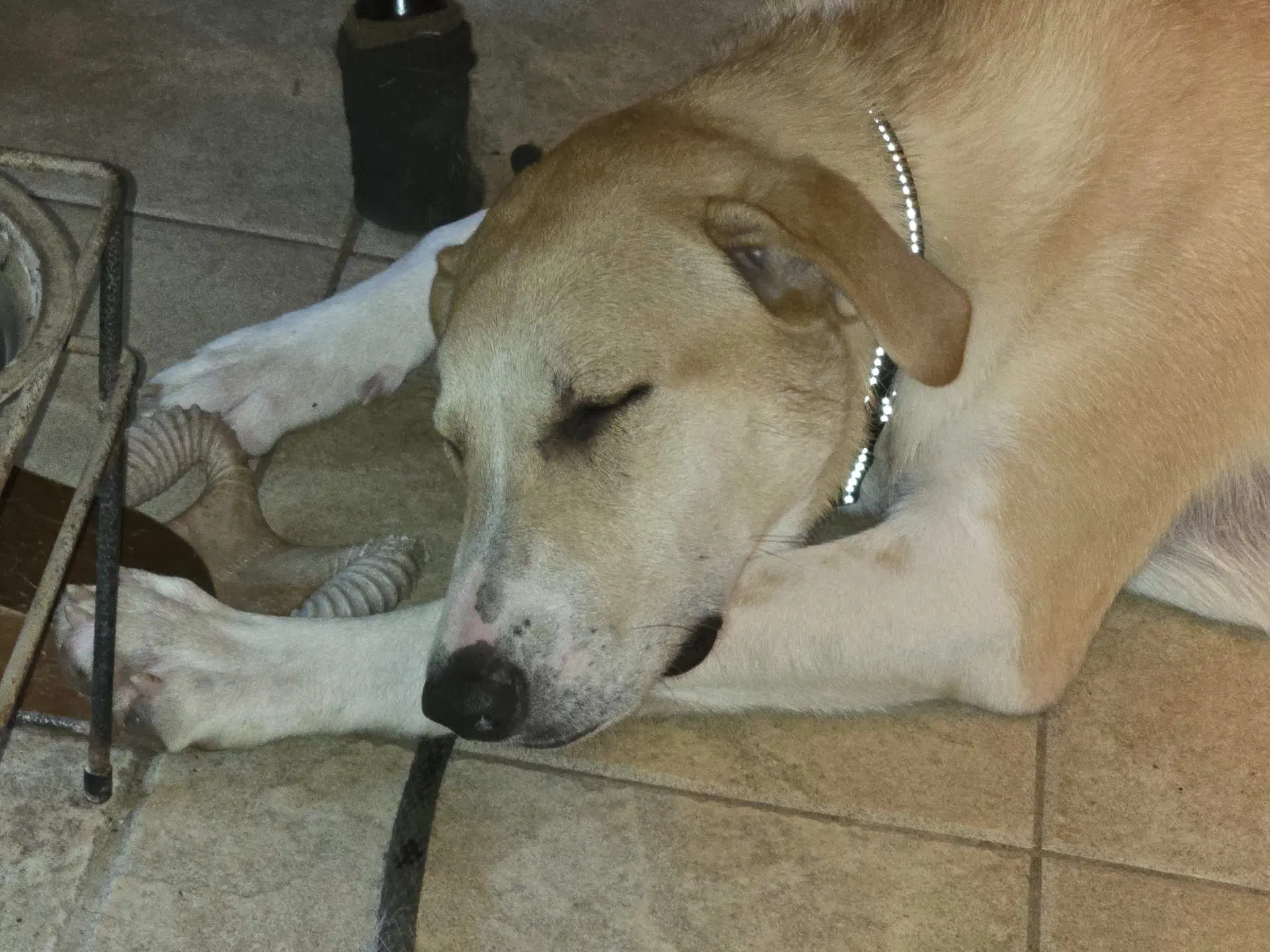 Odie image 4