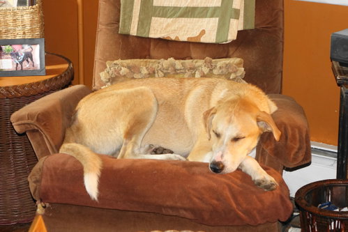 picture of the dog needing adoption