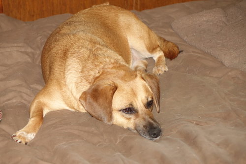 Callie photo 3