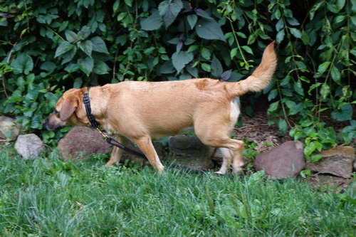 Callie photo 4