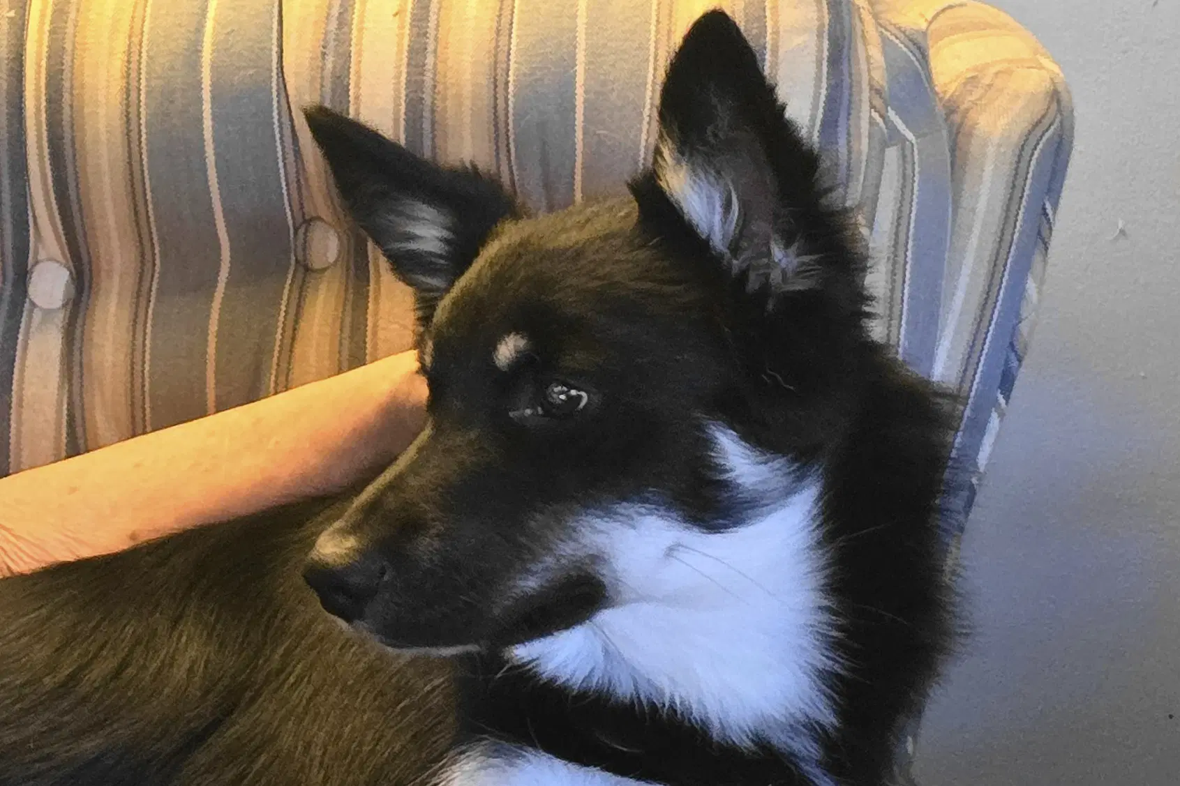 Danny - Shepherd