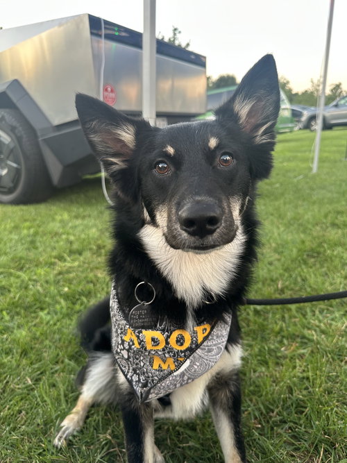 picture of the dog needing adoption