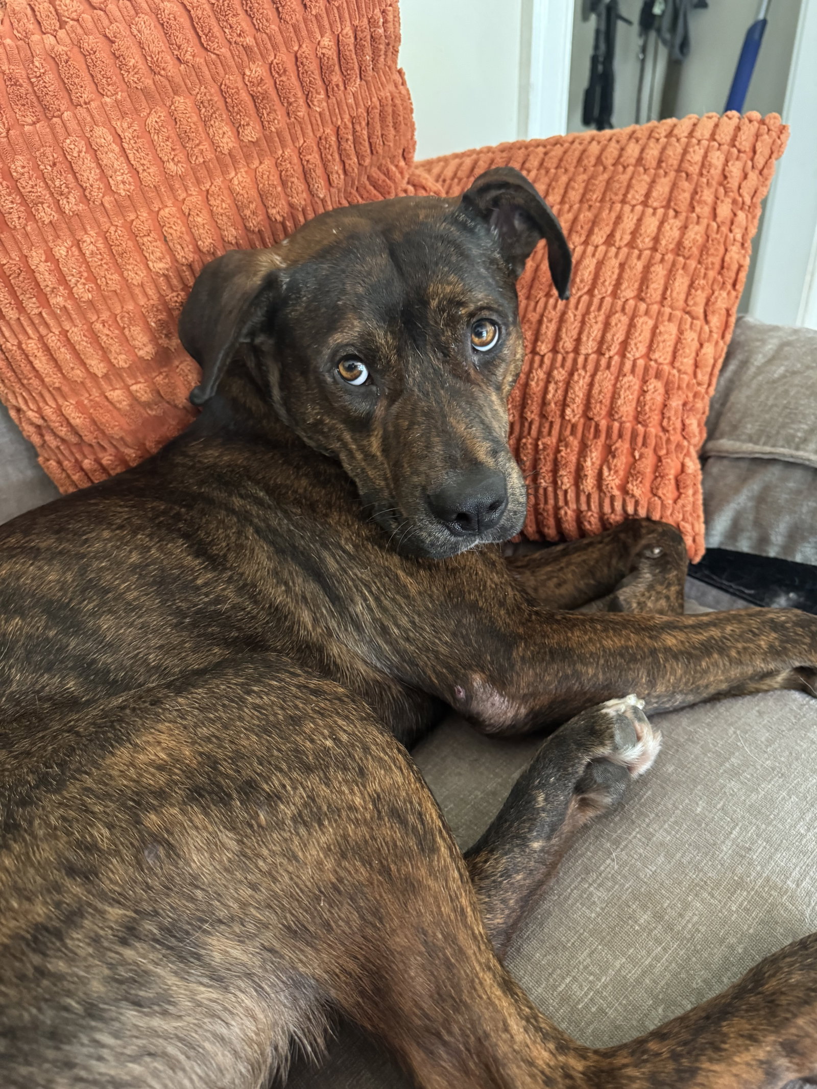 Neil, dog — photo 1 of 9