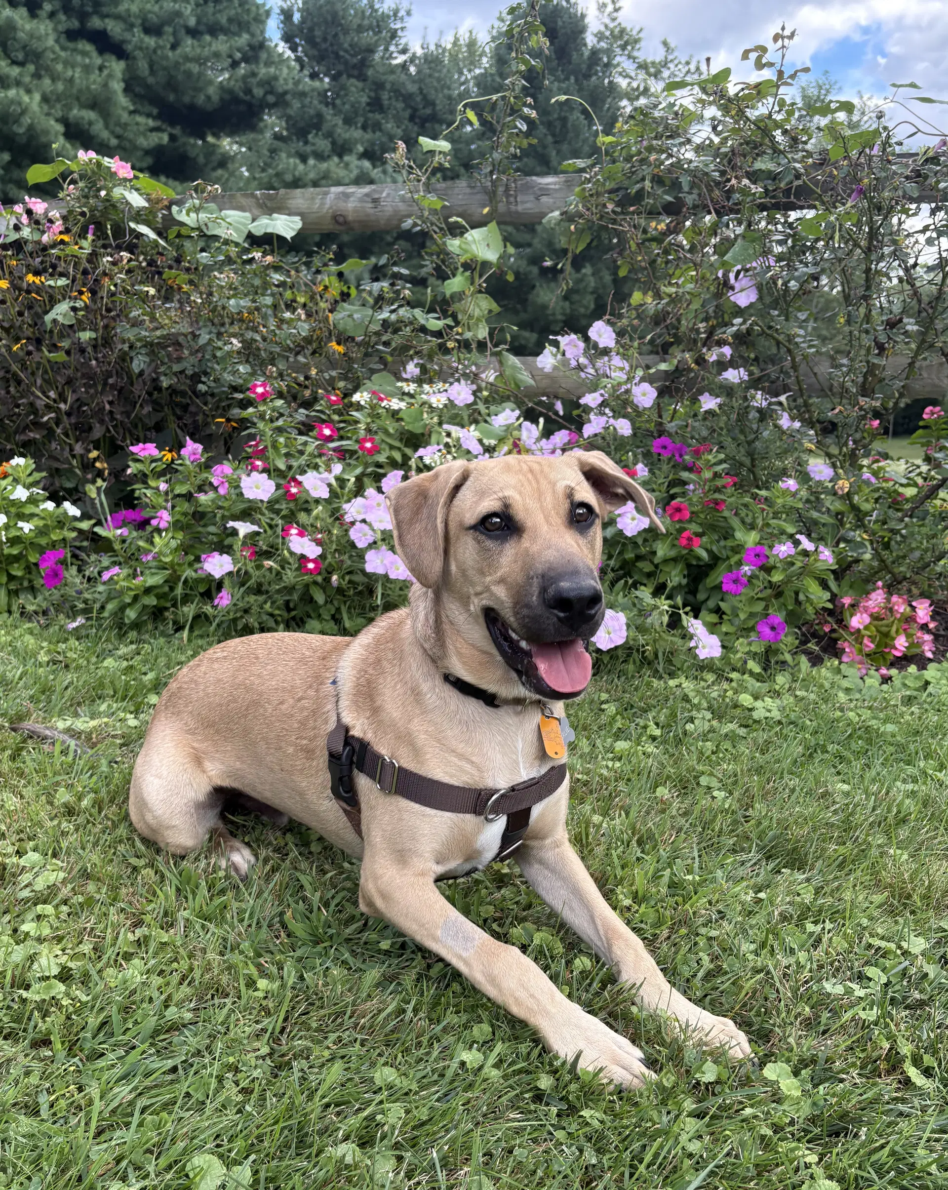 Charlie image 2