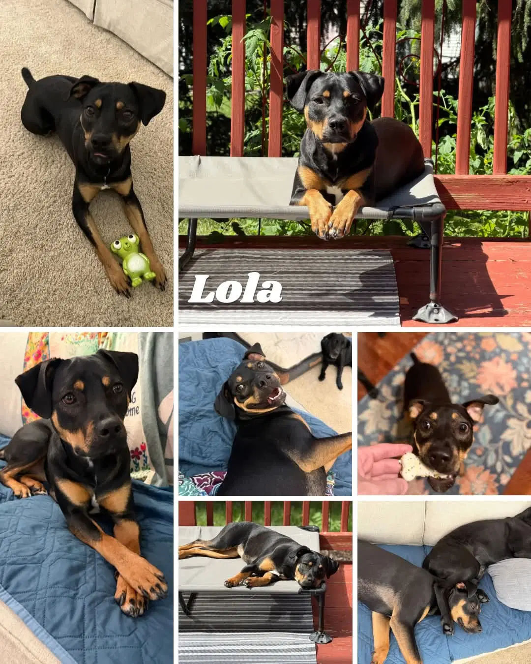 Lola - Unknown