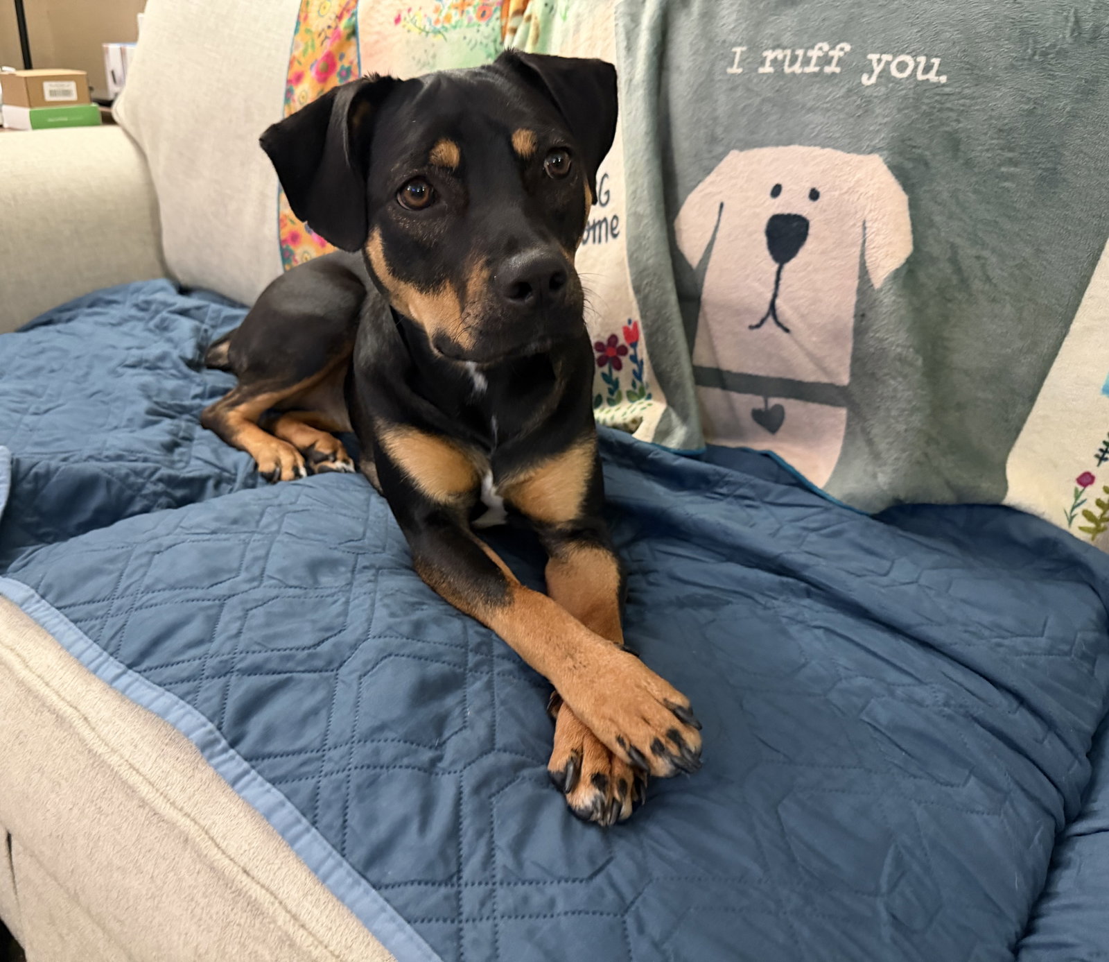 Lola, Mixed Breed