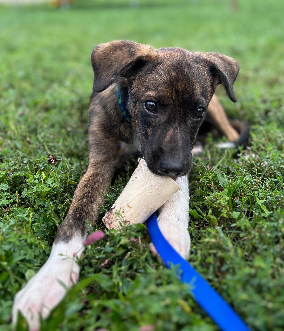 Junior, Plott Hound