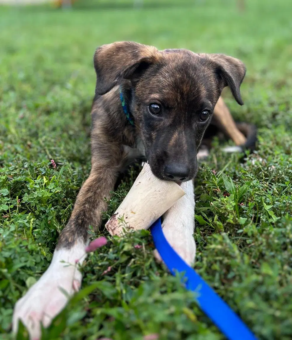 Junior - Plott Hound