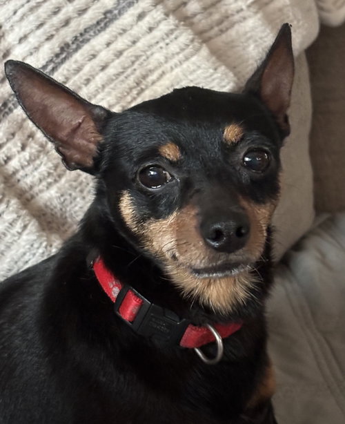 Haven, a dog for adoption from Almost Home Dog Rescue