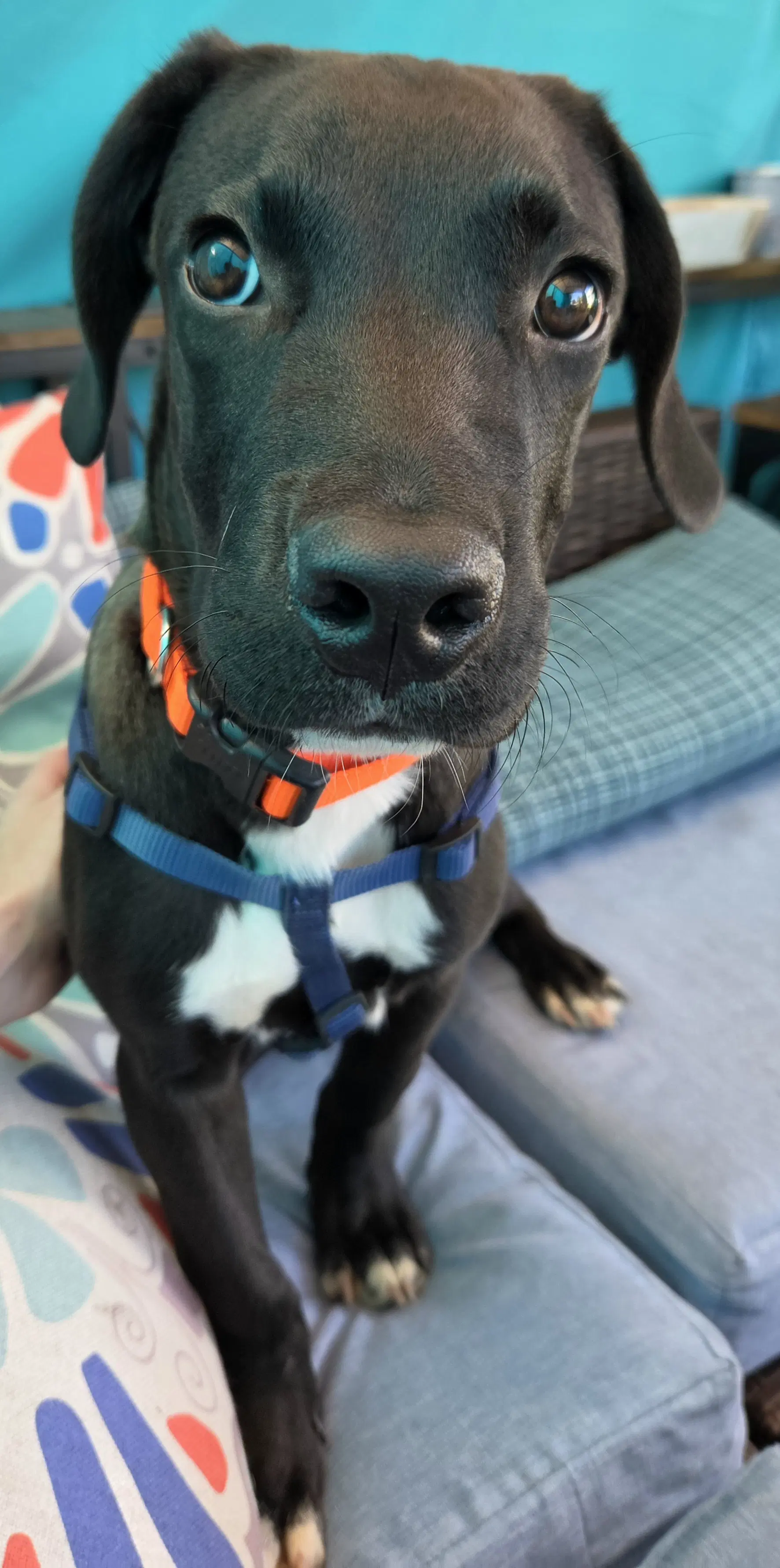 Joe - Labrador Retriever