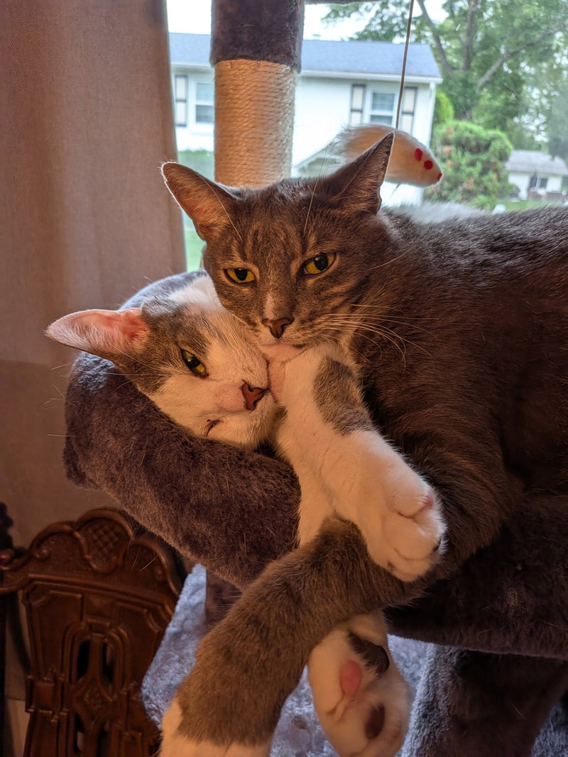 Bryce and Kyle, adult male cats up for adoption