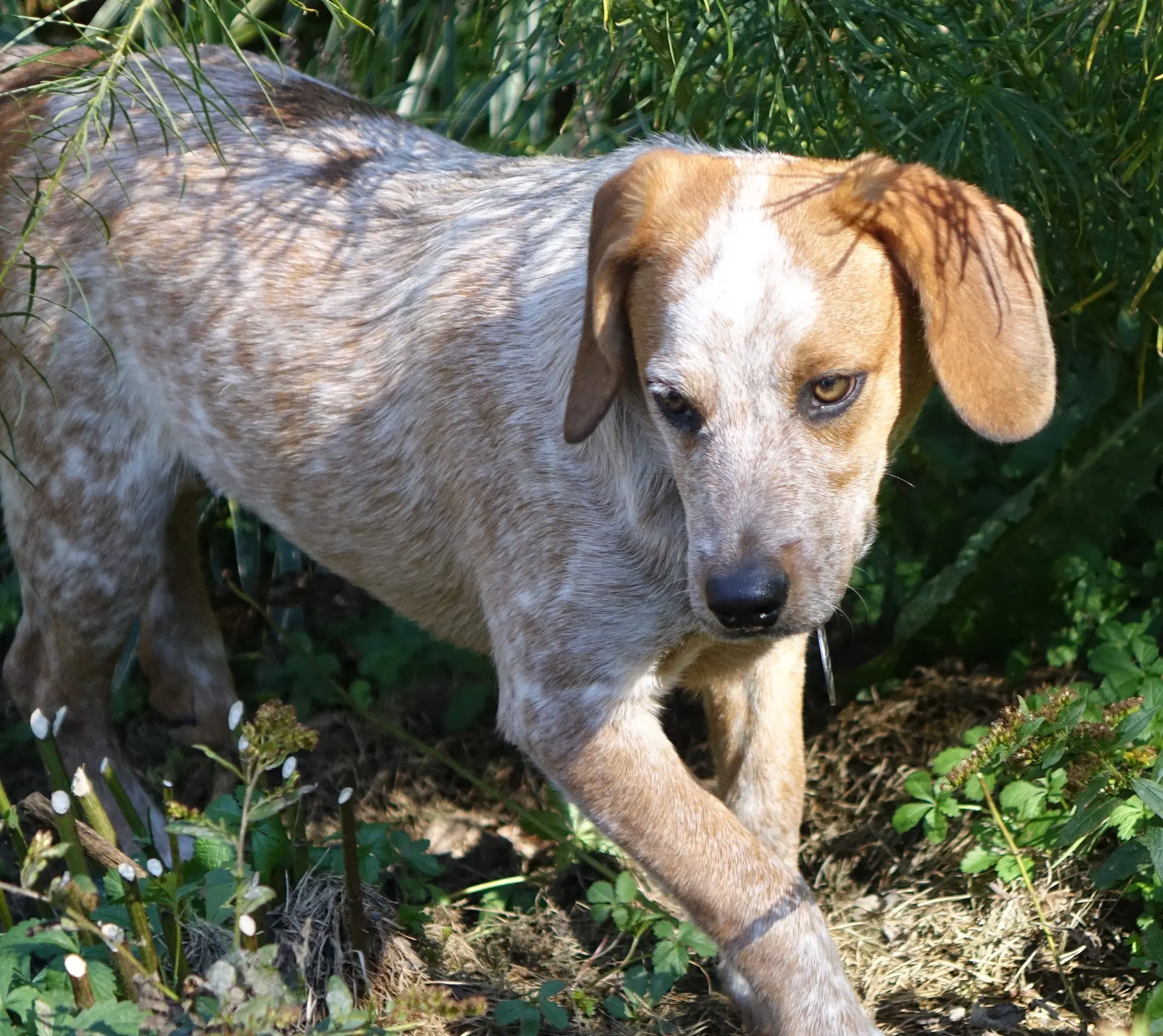 Cody image 2