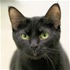 adoptable Cat in , IA named Whitney