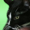 Wilson - Photo 4