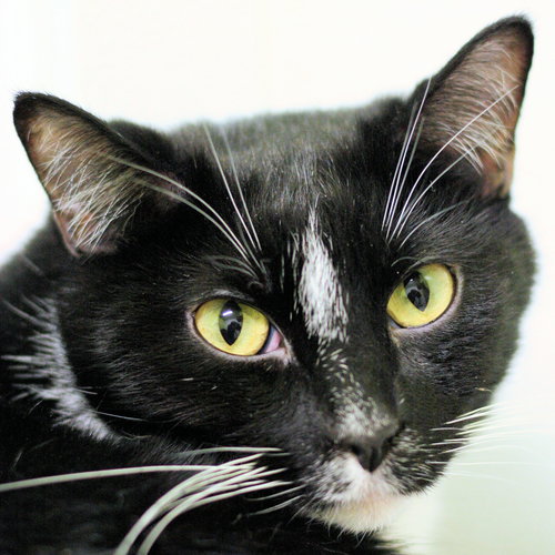 WILSON - Domestic Short Hair available for adoption
