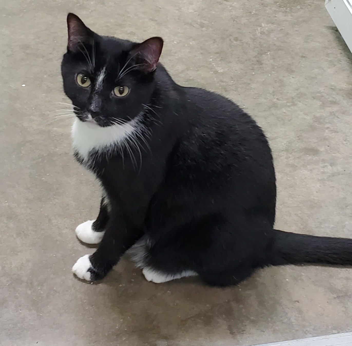 adoptable Cat in Estherville, IA named Wilson
